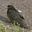 Carrion Crow (Corvus corone) baby