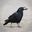 Carrion Crow (Corvus corone) having a walnut